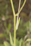 Oakleaf fleabane